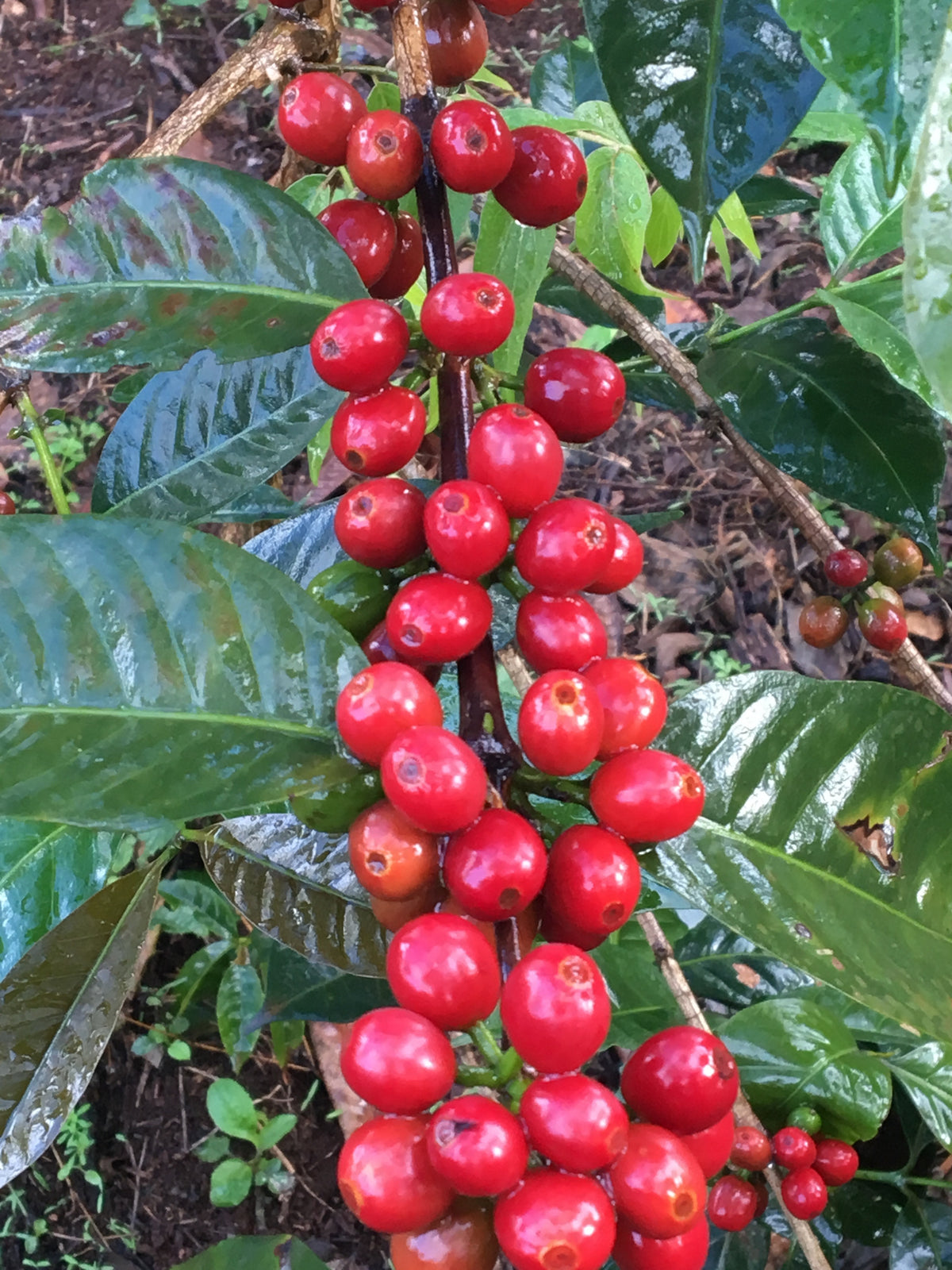Ethiopia Lalesa