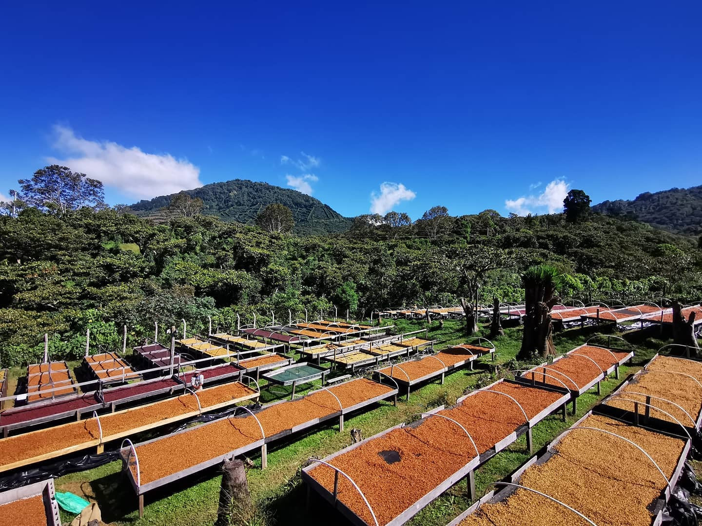 El Salvador La Dalia
