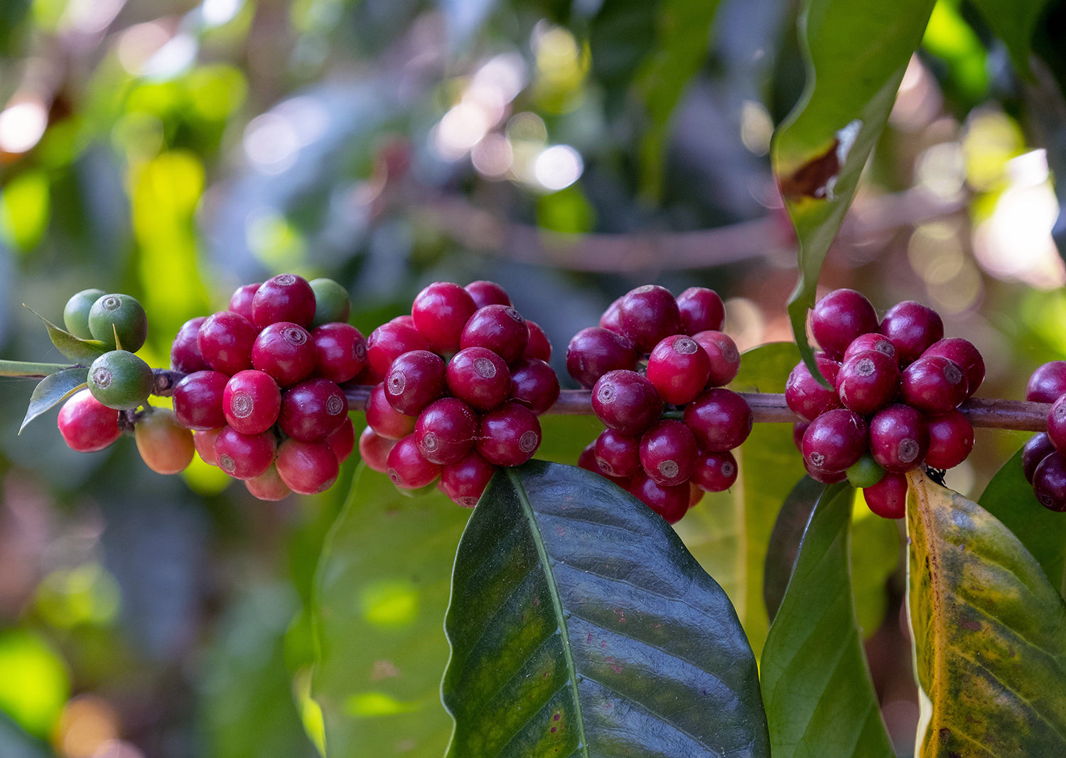 Guatemala La Maravilla El Pino