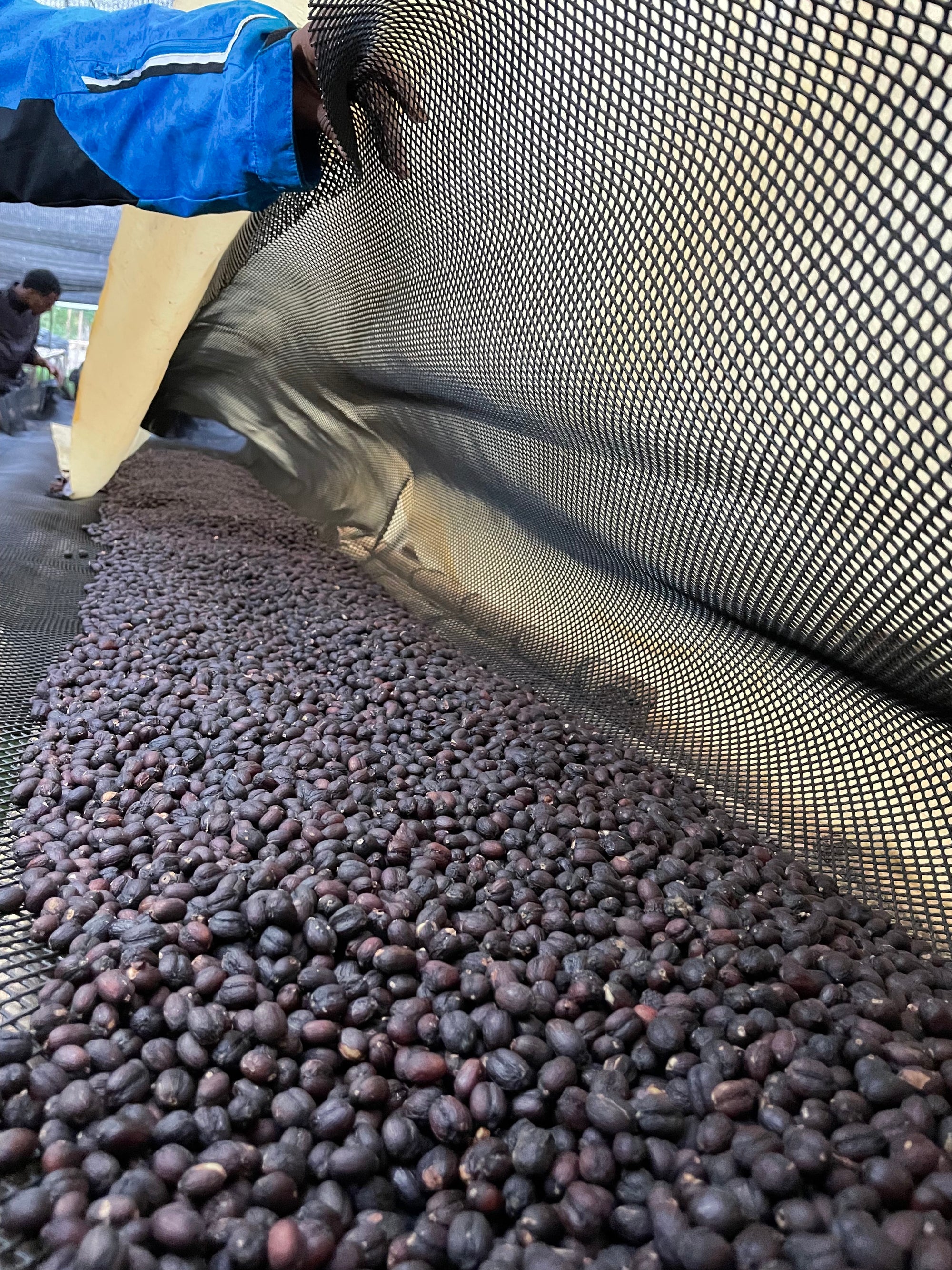 Ethiopia Yaye Anaerobic