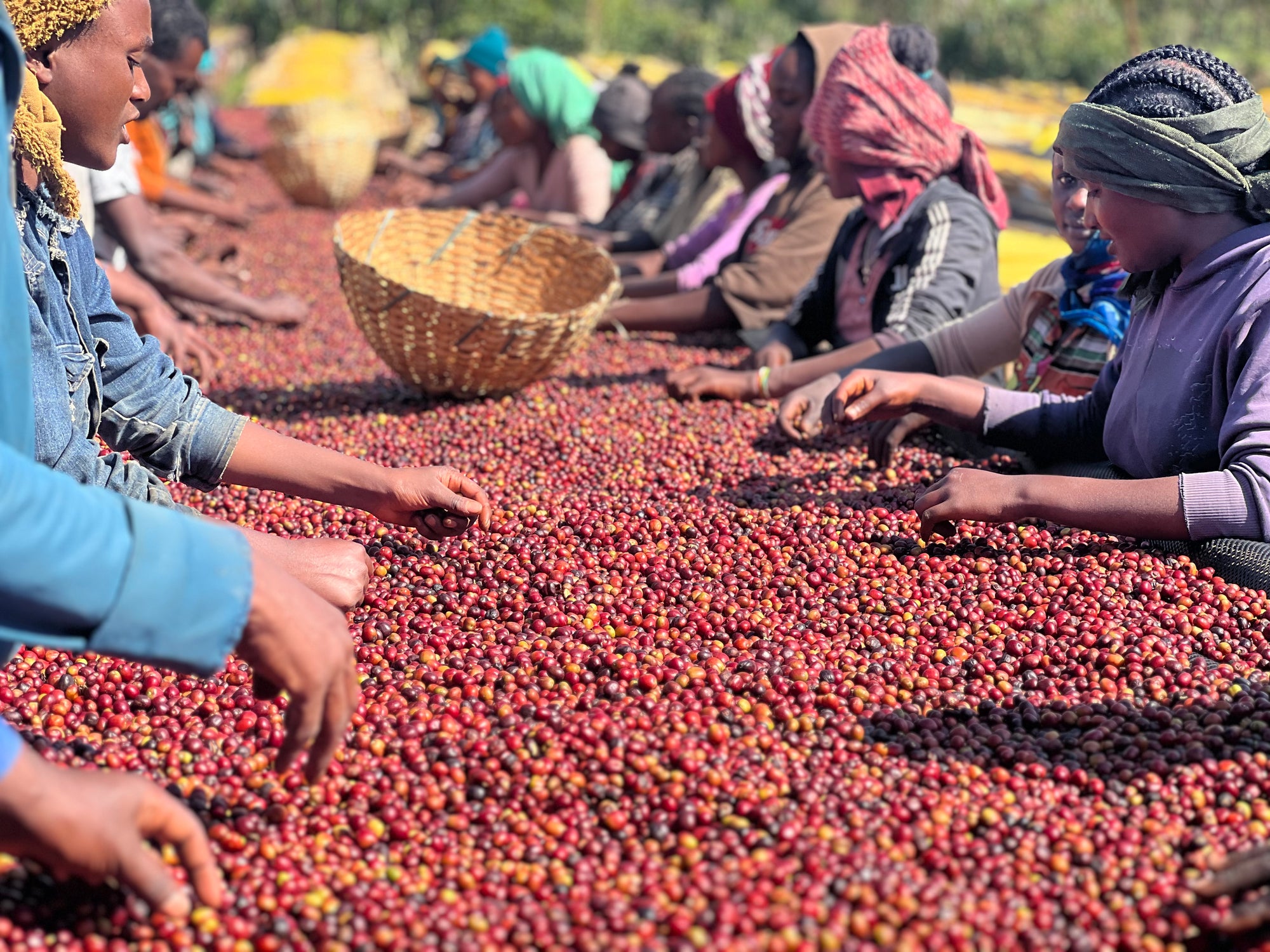 Ethiopia Hamasho Adnan