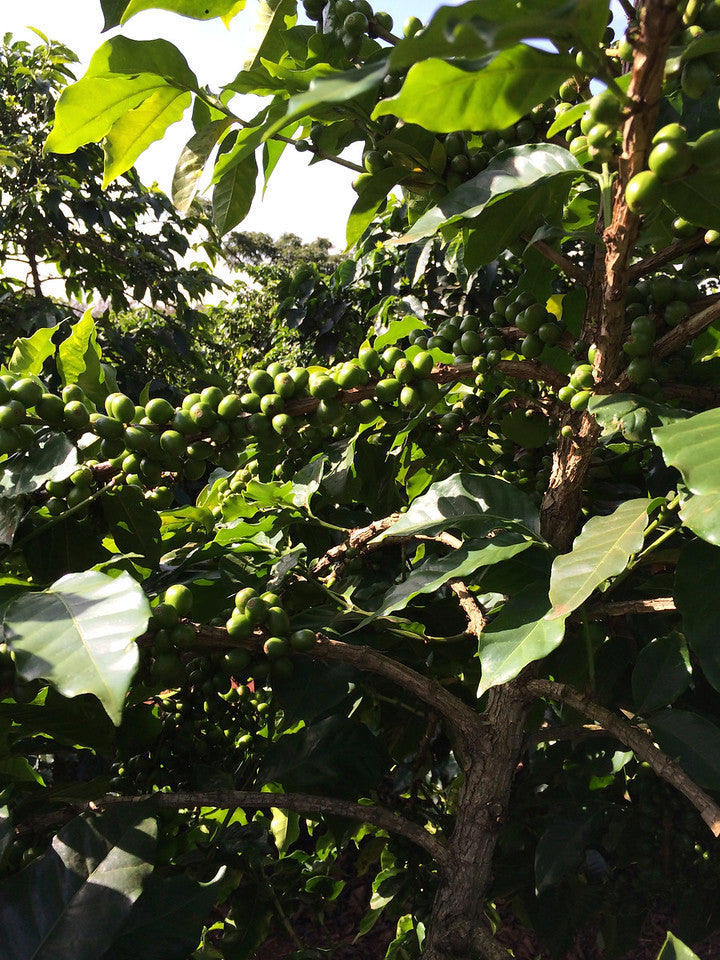 Kenya Rungeto AA