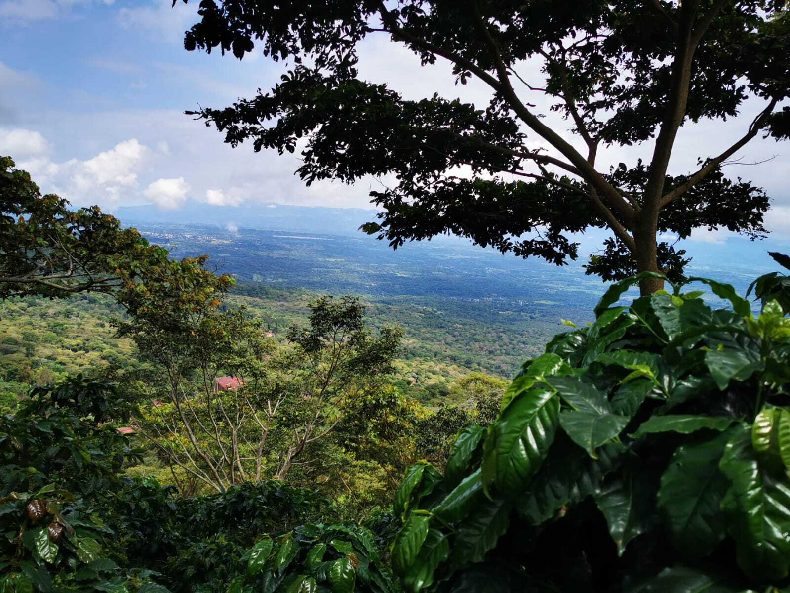 El Salvador La Dalia