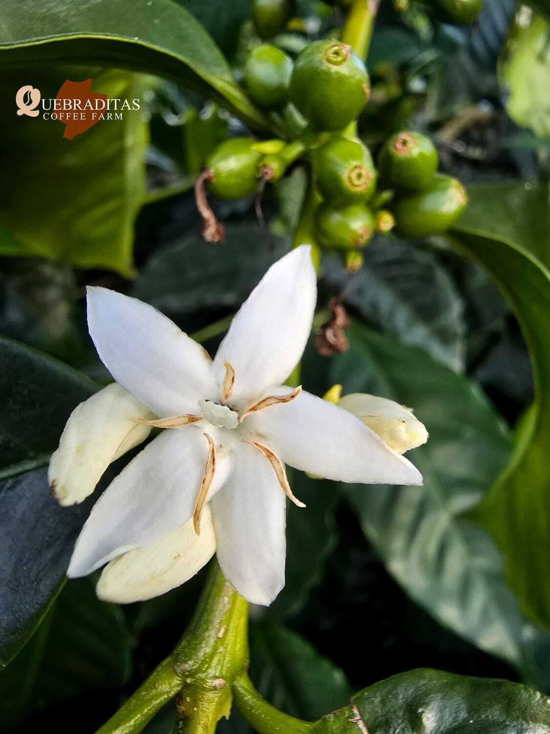 Colombia Quebraditas