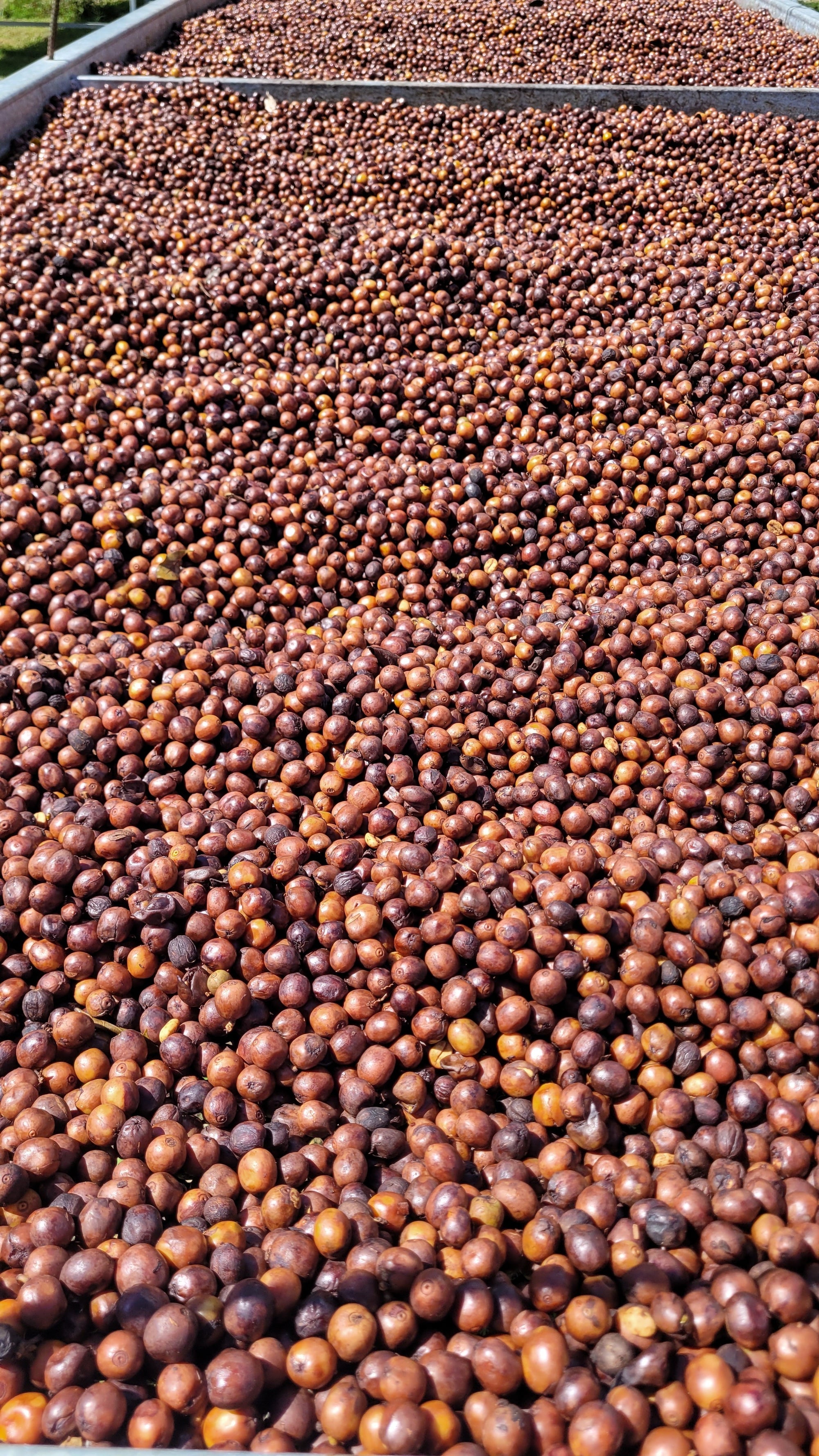 Costa Rica La Pachuca Juicy Honey