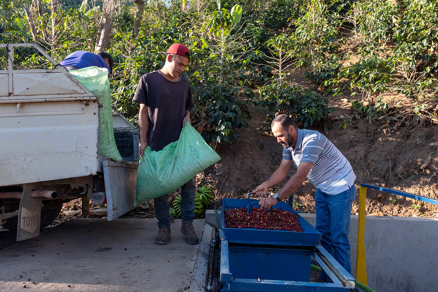 Costa Rica La Pachuca Juicy Honey
